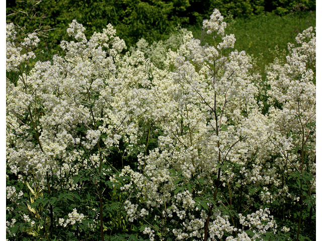 Thalictrum dasycarpum (Purple meadow-rue) #32147