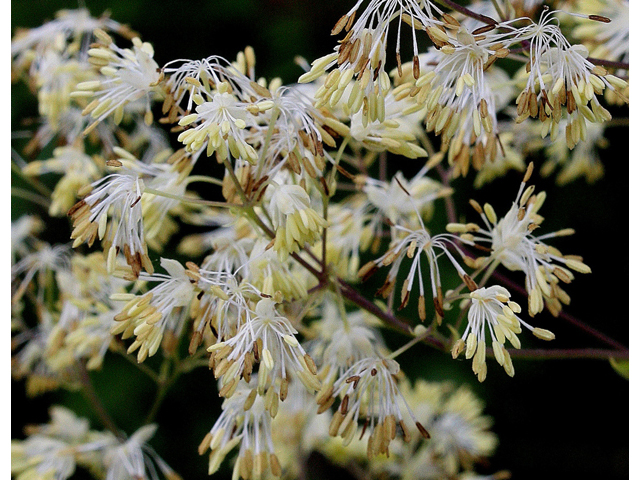 Thalictrum dasycarpum (Purple meadow-rue) #32156