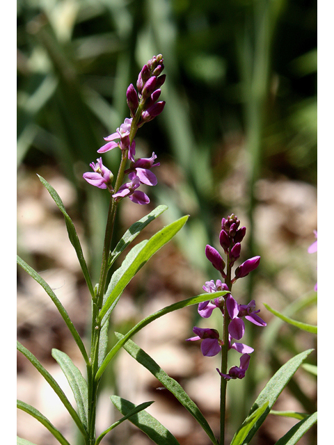 Polygala polygama (Racemed milkwort) #32159