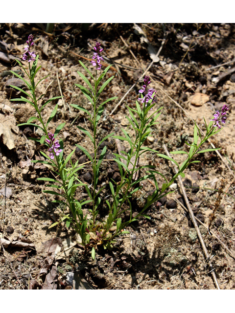 Polygala polygama (Racemed milkwort) #32160