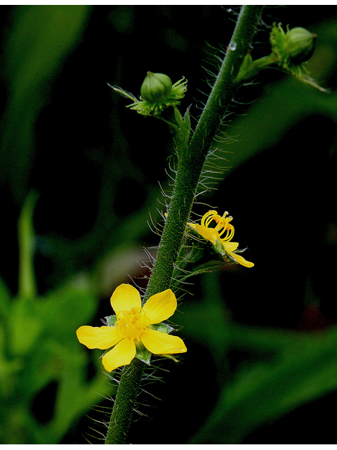 Agrimonia parviflora (Harvest lice) #32163