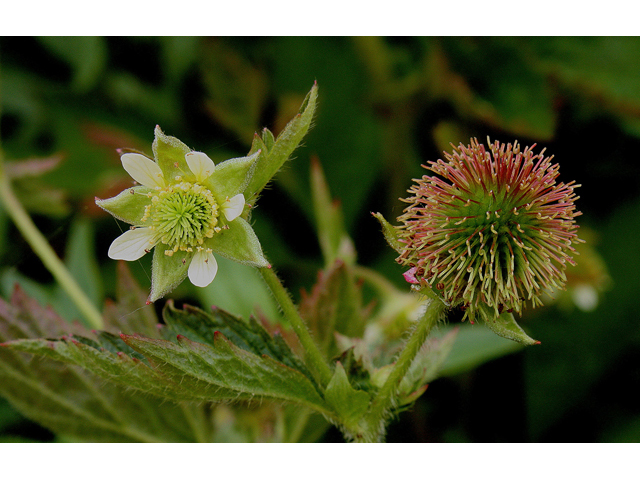 Geum laciniatum (Rough avens) #32164