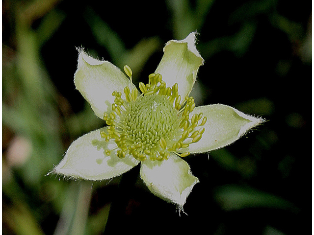 Anemone cylindrica (Candle anemone) #32182