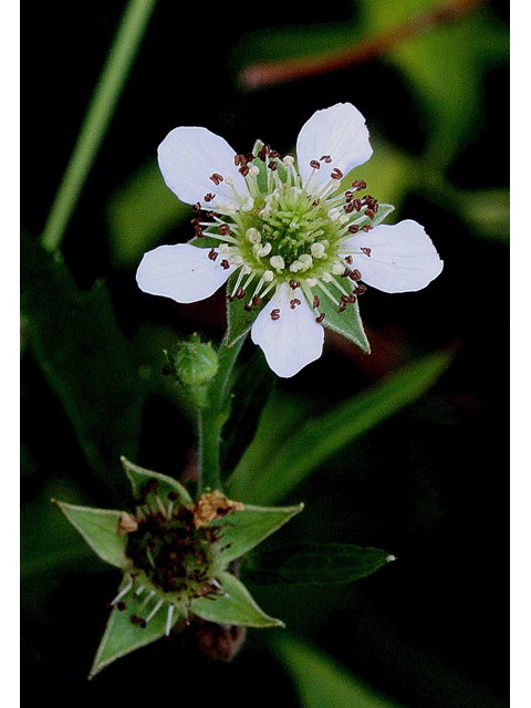 Geum canadense (White avens) #32183