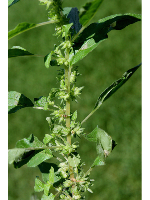 Parietaria pensylvanica (Pennsylvania pellitory) #32240