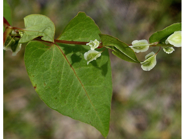 Polygonum scandens var. scandens (Climbing false buckwheat) #32242