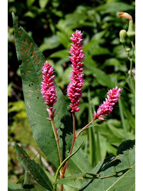 Polygonum amphibium var. emersum (Longroot smartweed) #32252