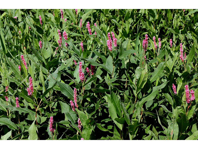 Polygonum amphibium var. emersum (Longroot smartweed) #32253