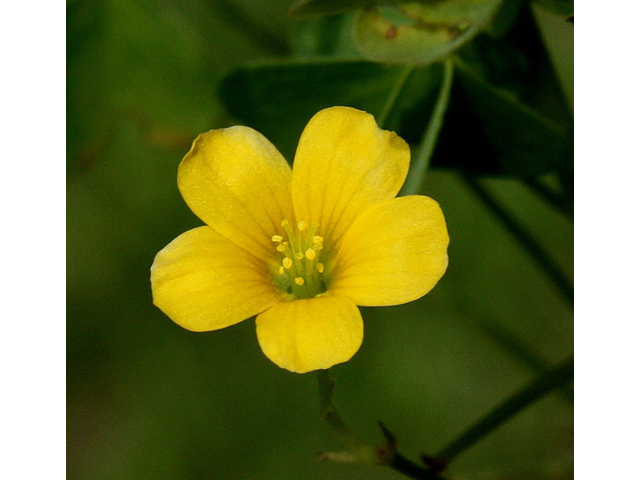 Oxalis stricta (Common yellow oxalis) #32255