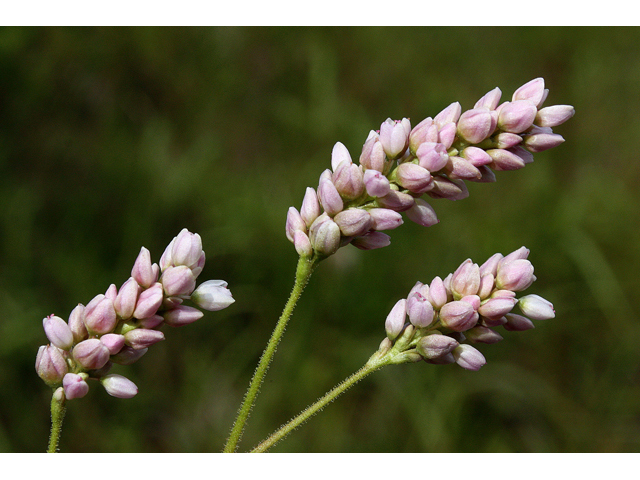 Polygonum pensylvanicum (Pennsylvania smartweed) #32259