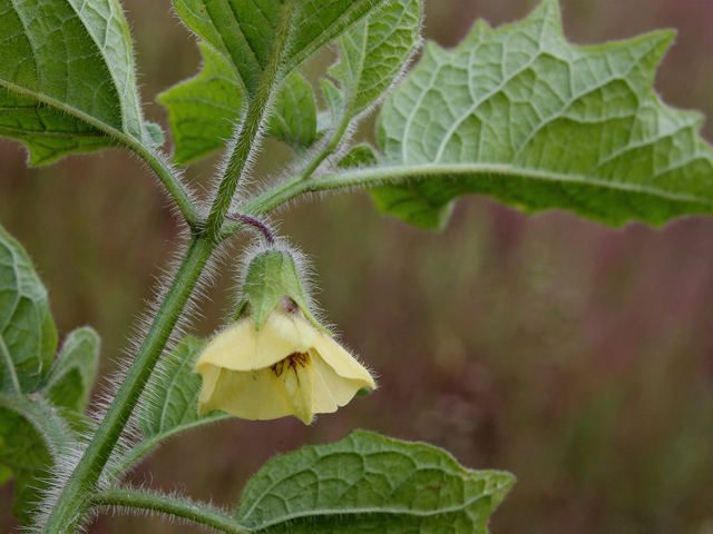 Physalis heterophylla (Clammy groundcherry) #32260