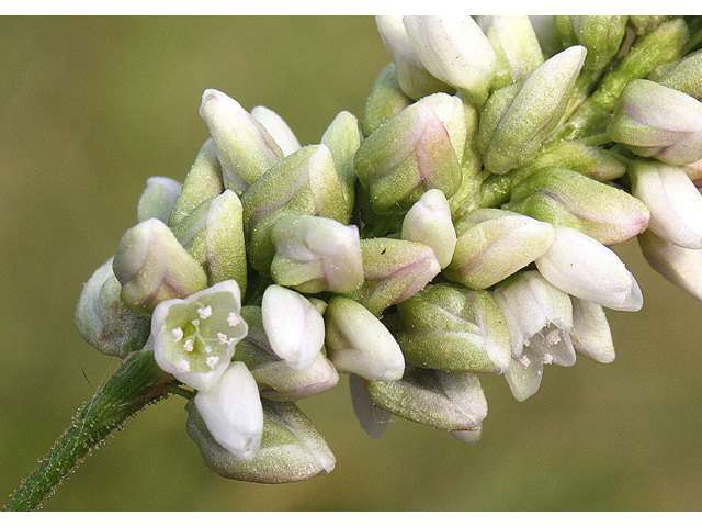 Polygonum pensylvanicum (Pennsylvania smartweed) #32269