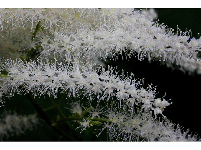 Aruncus dioicus (Bride's feathers) #32281