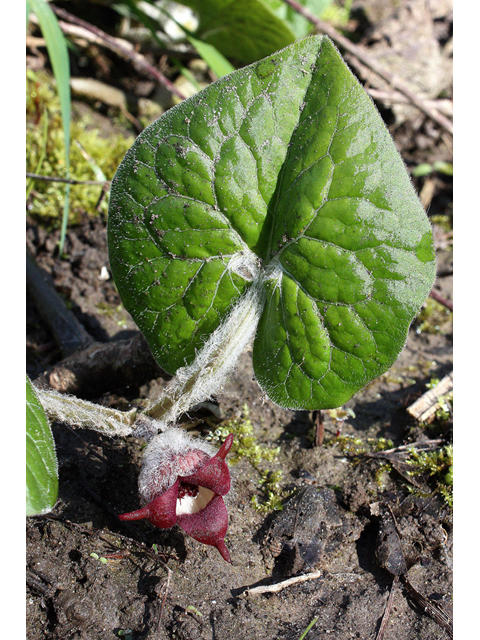 Asarum canadense (Canadian wild ginger) #32331