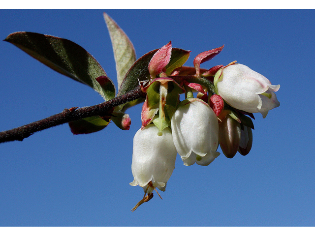 Vaccinium corymbosum (Highbush blueberry) #32339