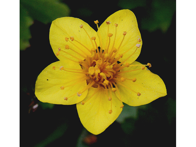 Waldsteinia fragarioides (Appalachian barren strawberry) #32344