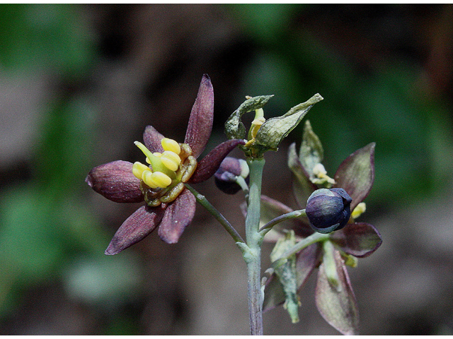 Caulophyllum giganteum (Giant blue cohosh) #32357