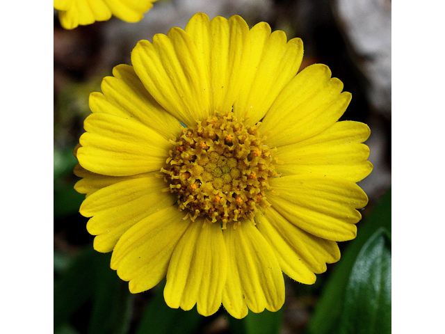 Tetraneuris herbacea (Eastern fournerved daisy) #32378