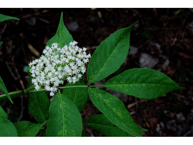 Sambucus racemosa (Red elderberry) #32380