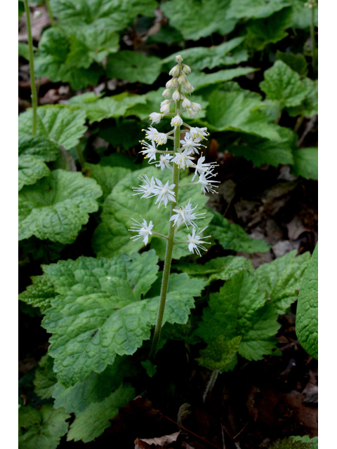 Tiarella cordifolia (Heartleaf foamflower) #32381