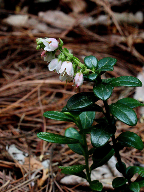 Vaccinium vitis-idaea (Lingonberry) #32454