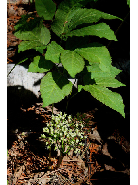 Aralia nudicaulis (Wild sarsaparilla) #32460