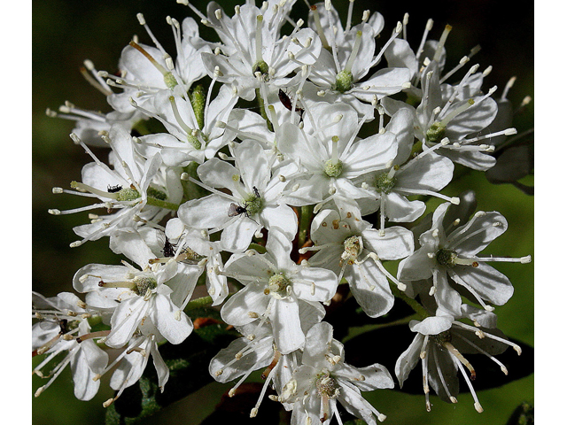 Ledum groenlandicum (Bog labrador tea) #32480