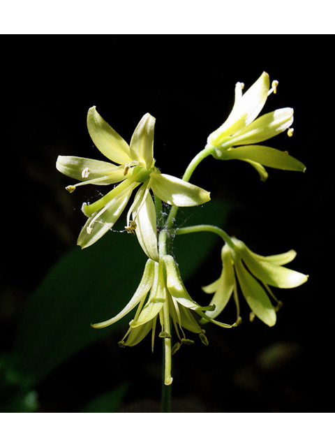 Clintonia borealis (Bluebead) #32481