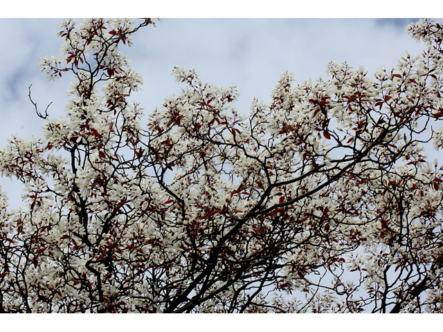 Amelanchier laevis (Allegheny serviceberry) #32485