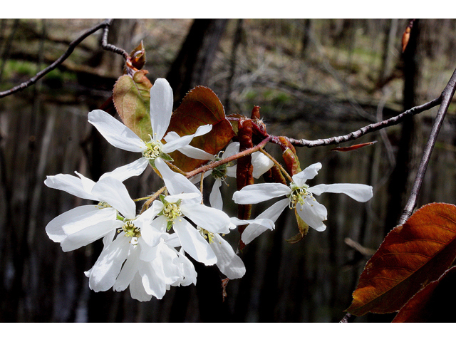 Amelanchier laevis (Allegheny serviceberry) #32489