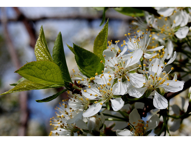 Prunus americana (American plum) #32496