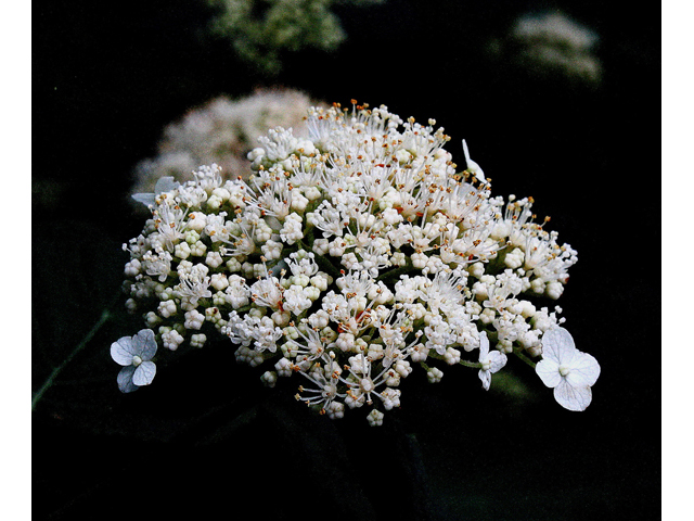 Hydrangea arborescens (Smooth hydrangea) #32516