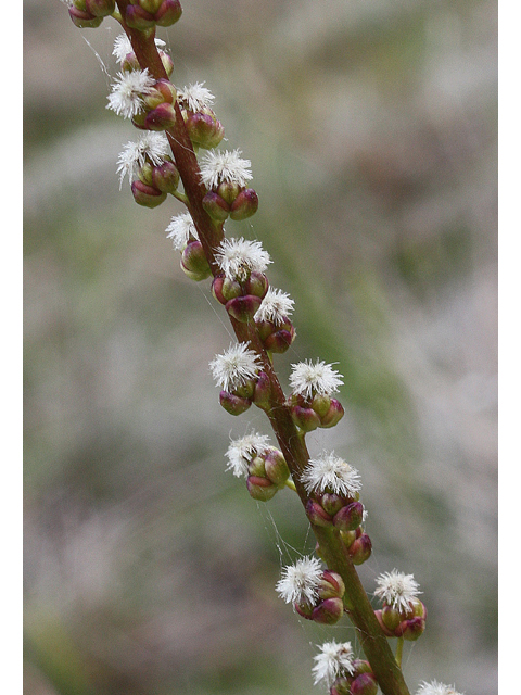 Triglochin maritima (Seaside arrowgrass) #32556