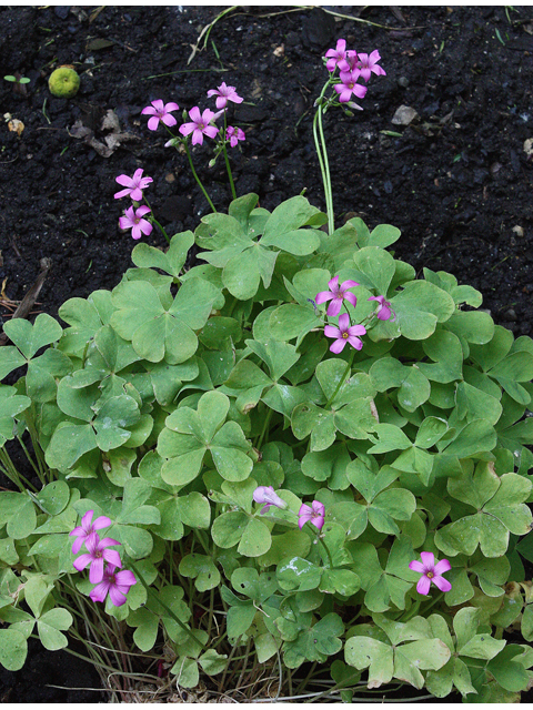 Oxalis violacea (Violet woodsorrel) #32564