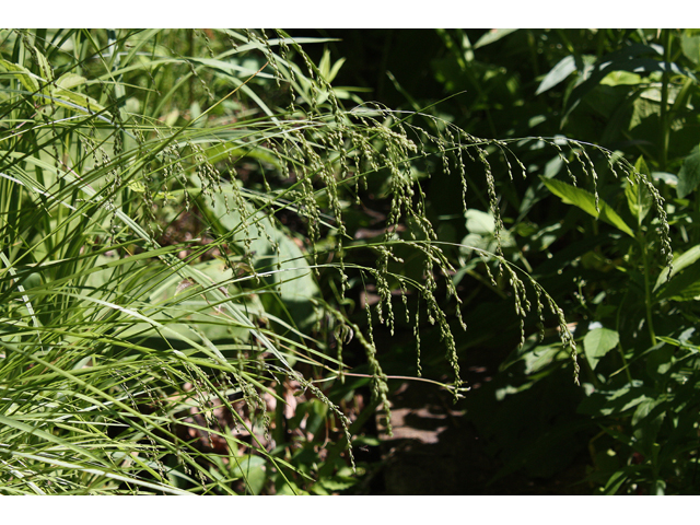 Glyceria striata (Fowl mannagrass) #32601