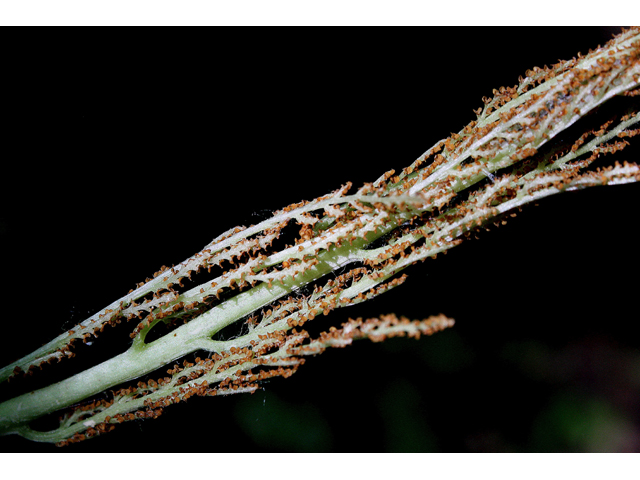 Botrychium virginianum (Rattlesnake fern) #32619