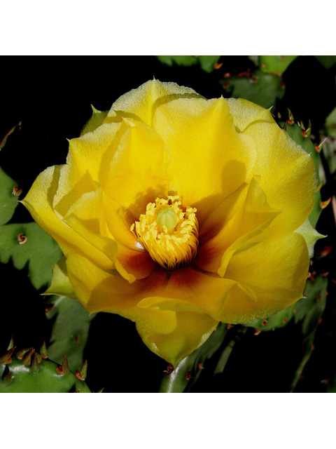 Opuntia humifusa (Low prickly pear) #32650