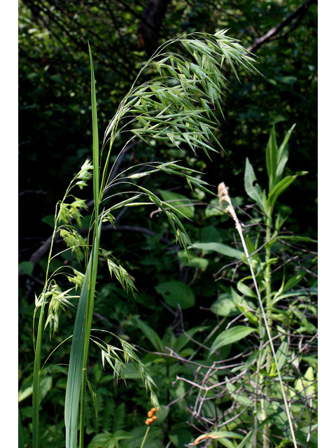 Bromus ciliatus var. ciliatus (Fringed brome) #32673