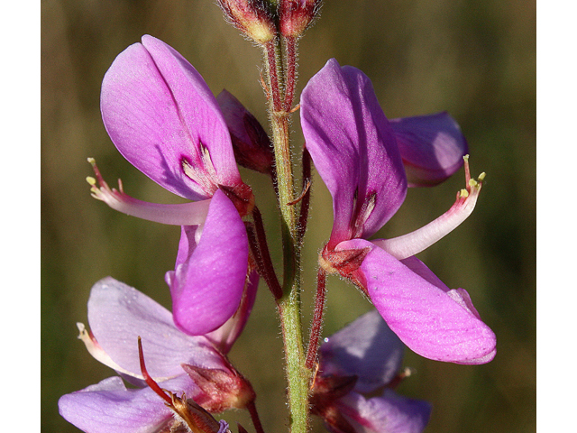 Desmodium canadense (Showy tick trefoil) #33345