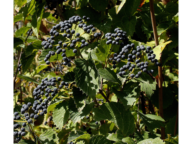 Viburnum dentatum (Southern arrowwood) #33366