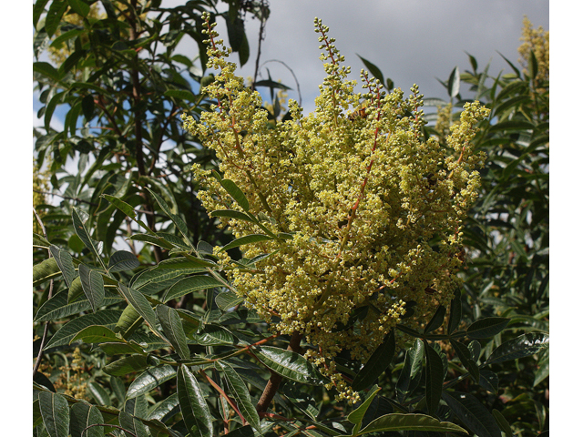 Rhus copallinum (Winged sumac) #33367