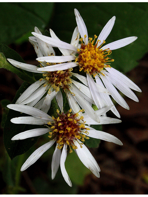 Eurybia macrophylla (Bigleaf aster) #33646