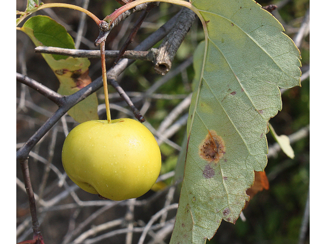 Malus coronaria (Sweet crabapple) #33647