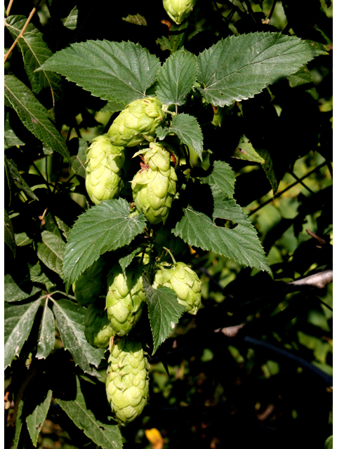 Humulus lupulus (Common hop) #33657