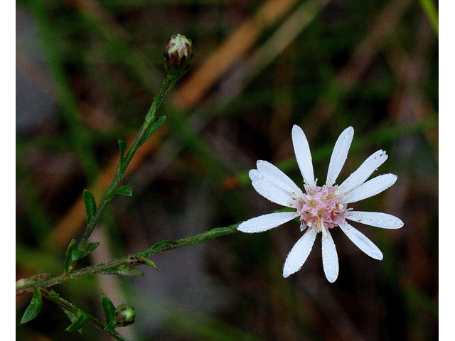 Symphyotrichum dumosum (Rice button aster) #33664