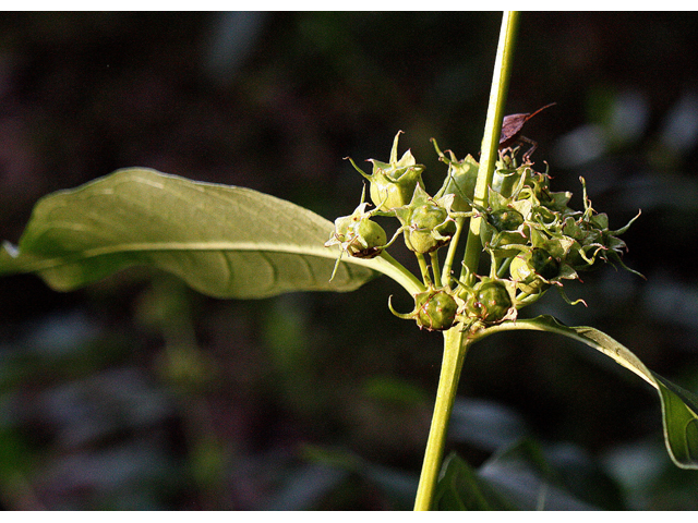 Decodon verticillatus (Swamp loosestrife) #33684