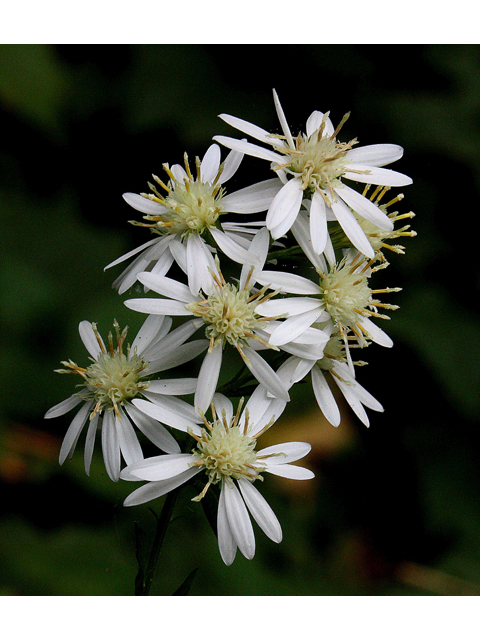 Symphyotrichum urophyllum (White arrowleaf aster) #33704