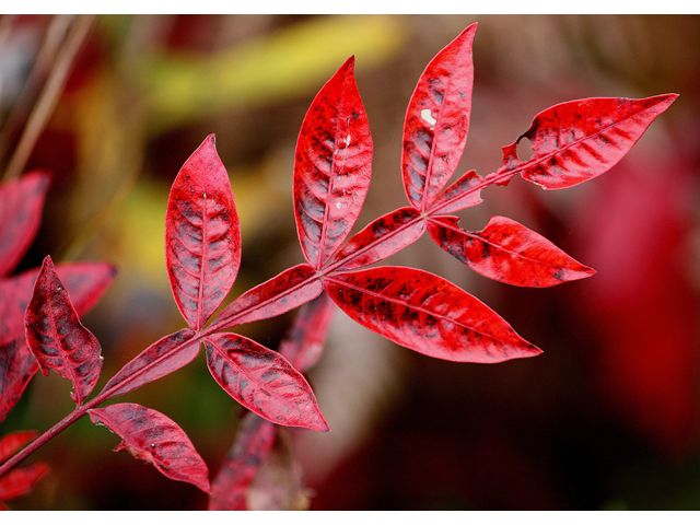 Rhus copallinum (Winged sumac) #33717