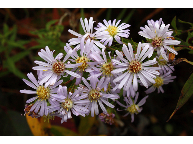 Symphyotrichum amethystinum (Amethyst aster) #33718