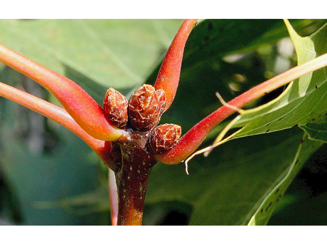 Quercus rubra (Northern red oak) #43176